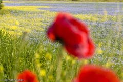 Lein Raps Mohn - Zum Vergroessern klicken!
